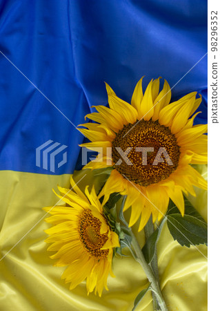 Flag of Ukraine and sunflowers 98296352