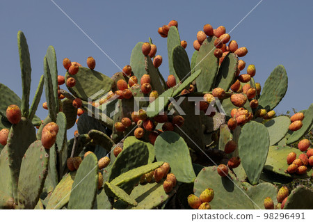 An Opuntia fig cactus in full fruit, its branches bending 98296491