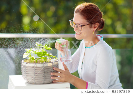 Woman watering balcony herb plant Woman watering balcony herb plant 98297859
