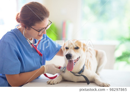 Vet examining dog. Puppy at veterinarian doctor. 98297865