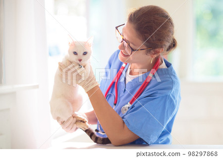 Vet examining cat. Kitten at veterinarian doctor. 98297868