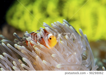Clown anemonefish 98298062