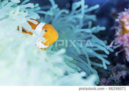 Clown anemonefish Clown anemonefish 98298071