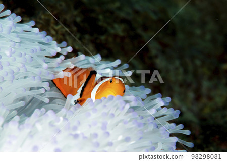Clown anemonefish Clown anemonefish 98298081