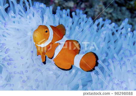 Clown anemonefish 98298088