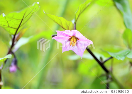 Eggplant flower Eggplant flower 98298620