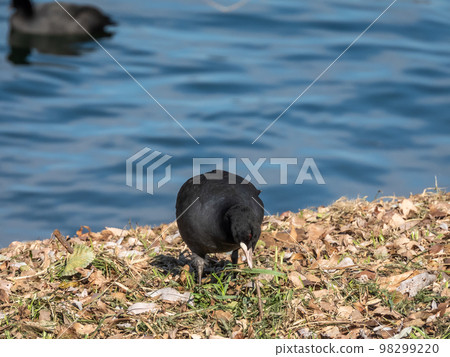 淀川河床上啄草的白鷺 98299220