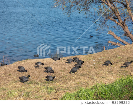 A flock of coots picking grass on the Yodogawa riverbed 98299223