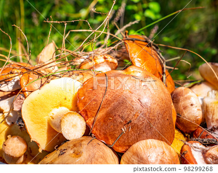 An edible oily forest mushroom is harvested. An edible oily forest mushroom is harvested. 98299268