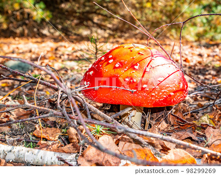 Poisonous mushroom red fly agaric in natural forest conditions. 98299269