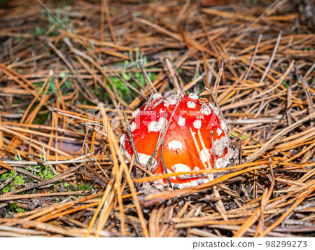 Poisonous mushroom red fly agaric in natural forest conditions. 98299273