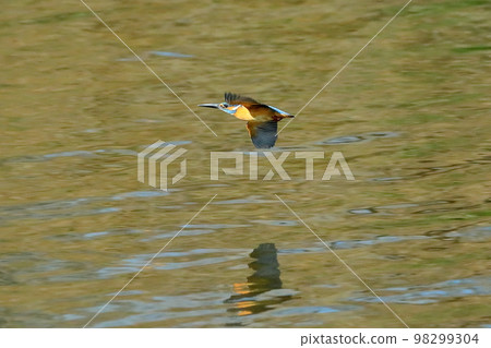 Kingfisher flying on the surface of the river, the land of the Oppe River swan in Kawajima-cho, Hiki-gun, Saitama Prefecture Kingfisher flying on the surface of the river, the land of the Oppe River swan in Kawajima-cho, Hiki-gun, Saitama Prefecture 98299304