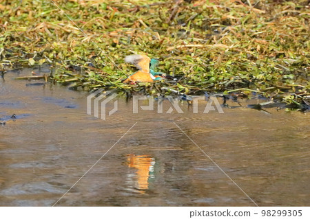 Kingfisher flying on the surface of the river, the land of the Oppe River swan in Kawajima-cho, Hiki-gun, Saitama Prefecture Kingfisher flying on the surface of the river, the land of the Oppe River swan in Kawajima-cho, Hiki-gun, Saitama Prefecture 98299305