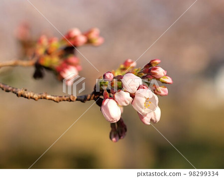 Shokawa cherry blossoms starting to bloom 98299334