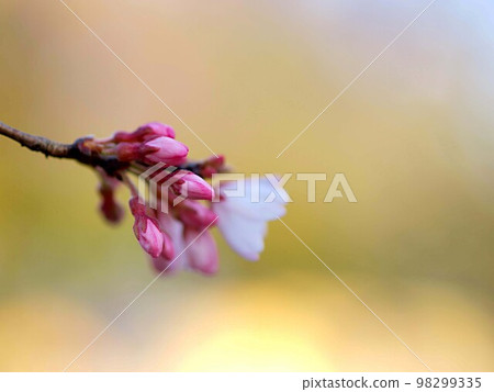 Shokawa cherry blossoms starting to bloom 98299335