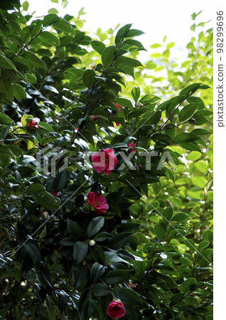 春天的吉野山，滿山的山茶花。山茶花，鮮紅色的花瓣被深綠色的葉子包圍。 98299696