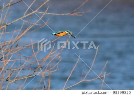 Kawashima Town, Hiki-gun, Saitama Prefecture, Koshibe River Swan landing site Kingfishers flying on the surface of the river probing underwater to catch fish 98299830