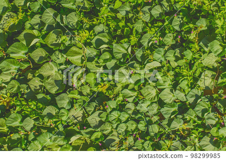 Green leaves floral plant for decoration of the facade and interior of the summer terrace texture background 98299985