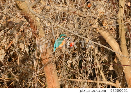 A kingfisher that perches on a branch of the river and eats small food fish at the Oppe River swan landing site in Kawajima-cho, Hiki-gun, Saitama Prefecture. 98300061