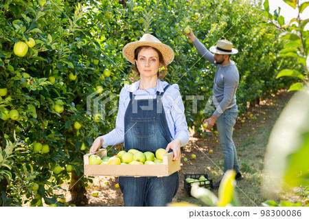 Woman holding box with picked apples 98300086