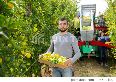 Farmer standing with box of harvested apples Farmer standing with box of harvested apples 98300100