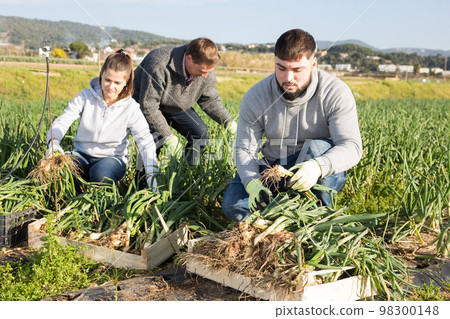 People picking green onions People picking green onions 98300148