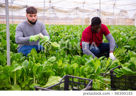 Workers clean ripe chard and put in boxes Workers clean ripe chard and put in boxes 98300185