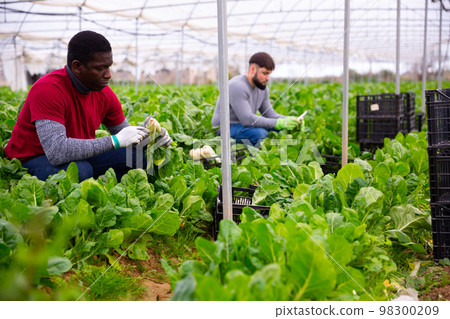Farmers work in a greenhouse - harvest and clean mangold Farmers work in a greenhouse - harvest and clean mangold 98300209