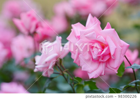Rose Princess Aico 98300226