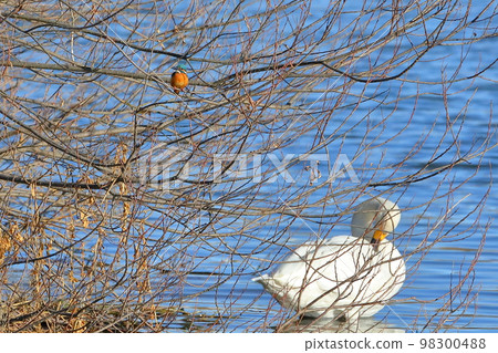 Swan landing site in Kawashima Town, Hiki District, Saitama Prefecture A kingfisher perched on a river bank and a Tundra swan resting on the water Swan landing site in Kawashima Town, Hiki District, Saitama Prefecture A kingfisher perched on a river bank and a Tundra swan resting on the water 98300488