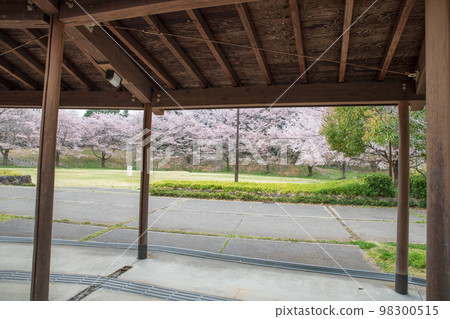 Cherry blossoms in full bloom Kitamoto camp field spring scenery Cherry blossoms in full bloom Kitamoto camp field spring scenery 98300515