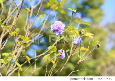 Mukugawa no Hana 98300659