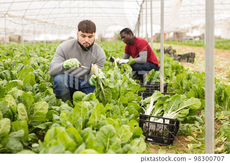 Young farmer harvesting Swiss chard 98300707