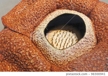 Raflesia Raflesia 98300941