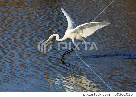埼玉縣比岐郡川島町小志部川，大白鷺落水的地方 98301030