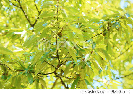 Abemaki acorn fruit Abemaki acorn fruit 98301563