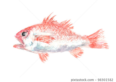 Illustration of Nodoguro painted by watercolor 98301582