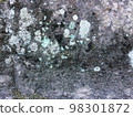 old wall with lichen 98301872