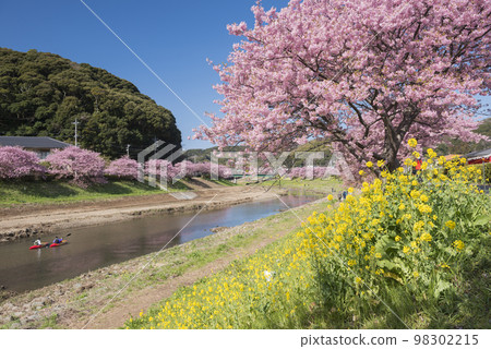 河津櫻花 98302215