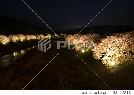 河津櫻花 河津櫻花 98302218