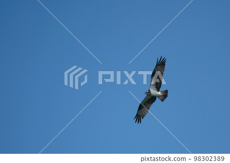 魚鷹在藍天的襯托下飛行 魚鷹在藍天的襯托下飛行 98302389