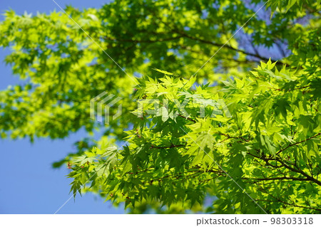 鮮綠色 鮮綠色 98303318