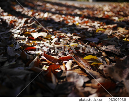 A world of fallen leaves, shadows and friends, perfect for copy space, enjoying the autumn season with the sound of your footsteps A world of fallen leaves, shadows and friends, perfect for copy space, enjoying the autumn season with the sound of your footsteps 98304086