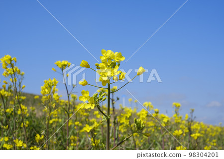Rapeseed and fruit rapeseed 98304201