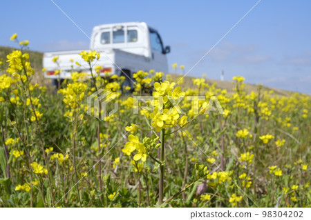 Rapeseed and fruit rapeseed Rapeseed and fruit rapeseed 98304202