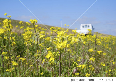 Rapeseed and fruit rapeseed Rapeseed and fruit rapeseed 98304203