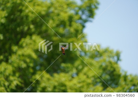 Kingfisher Kingfisher 98304560