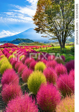 山梨縣富士河口湖町大石公園的地膚秋葉 98304806