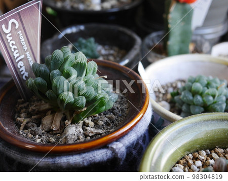 欣賞觀賞植物。可愛的植物,蓬鬆可愛,非常適合複製空間! ! ! 欣賞觀賞植物。可愛的植物,蓬鬆可愛,非常適合複製空間! ! ! 98304819