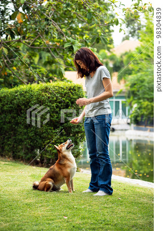 Asian young woman standing holding snack in hand and Shiba dog smell looking in public park Asian young woman standing holding snack in hand and Shiba dog smell looking in public park 98304839